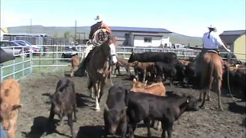 Nick Reinhard colt starting, and horsemanship