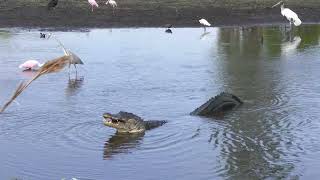 Alligators feed on fish, snakes and turtles in Florida wetland, part 1