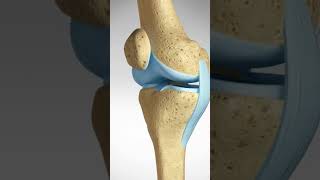 Do you know the 4 main knee ligaments? #kneeligaments #kneeanatomy #kneejoint