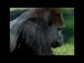 Understanding Primates: Apes and Their Characteristics