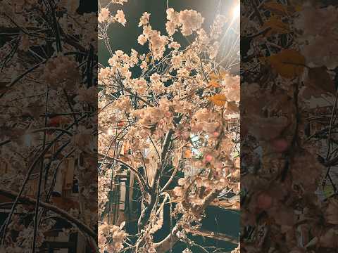 台南中西區甜點,花見宇治抹茶甘味処,不吃????的我,終於還是來了,藏心系列大推,如果不知道去哪邊排隊,不如來免排隊的店裡吹吹冷氣慢慢思考如何 #台南 #中西區 #花見 #抹茶 #中秋節 #美食 #甜