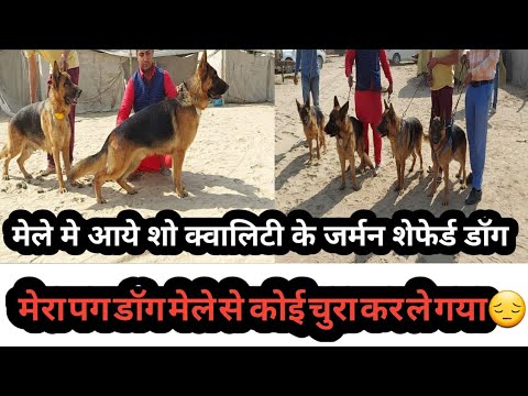 वीडियो: शंघाई ने वन-डॉग कानून पारित किया