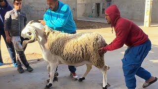 بوووومشاهد أكبر حولي في المغرب تباع لعبد الحق ابن الرضىاو غادي هو او خوتو للزاوية