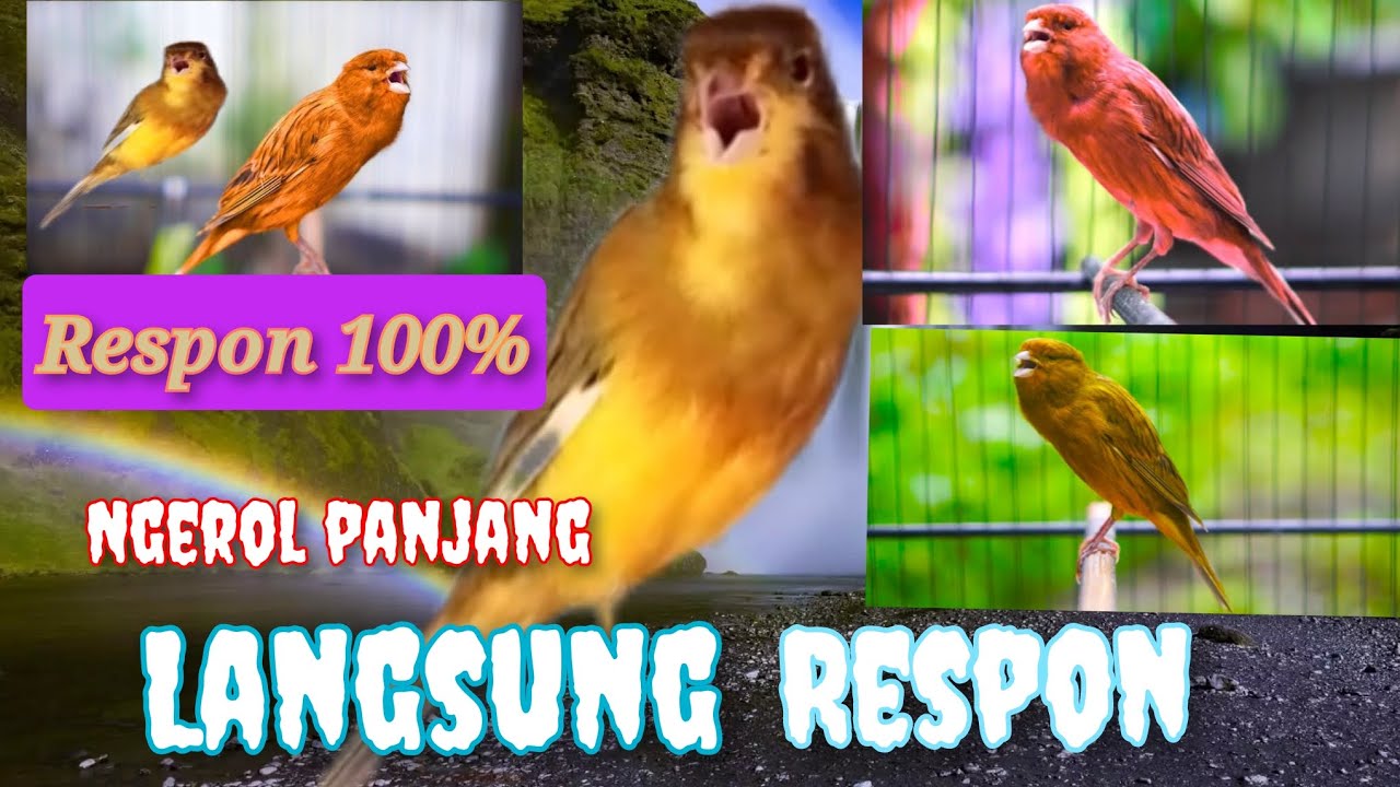 @kenari apa aja pasti ikut gacor dengar suara ini 