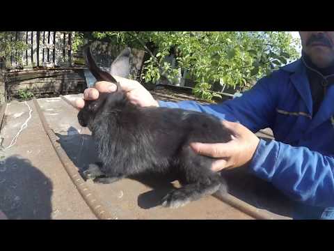 видео: Як правильно вакцинувати кроликів.!! ЗДОРОВІ КРОЛИКИ.