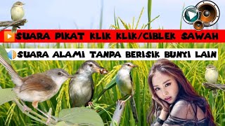 Suara pikat klik klik/ciblek sawah