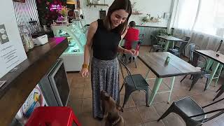 Running errands and feeding the dogs ￼