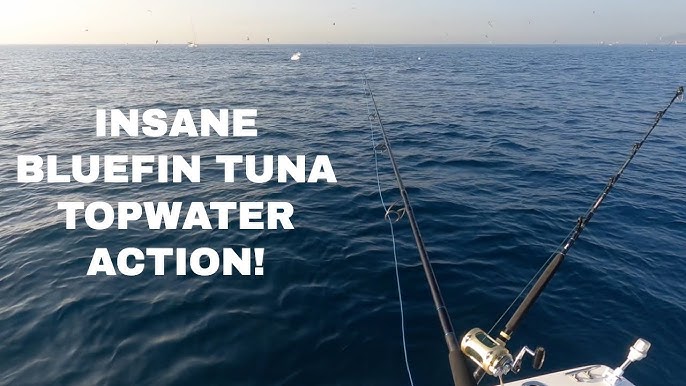 Bluefin Tuna Popping - What lure we use + fighting a giant