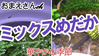 ミックスめだか......更に華やかさを醸し出すであろうと願っています