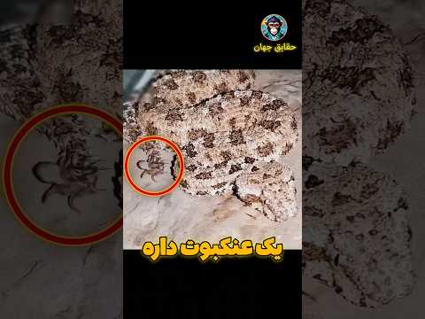 عنکبوت یا مار