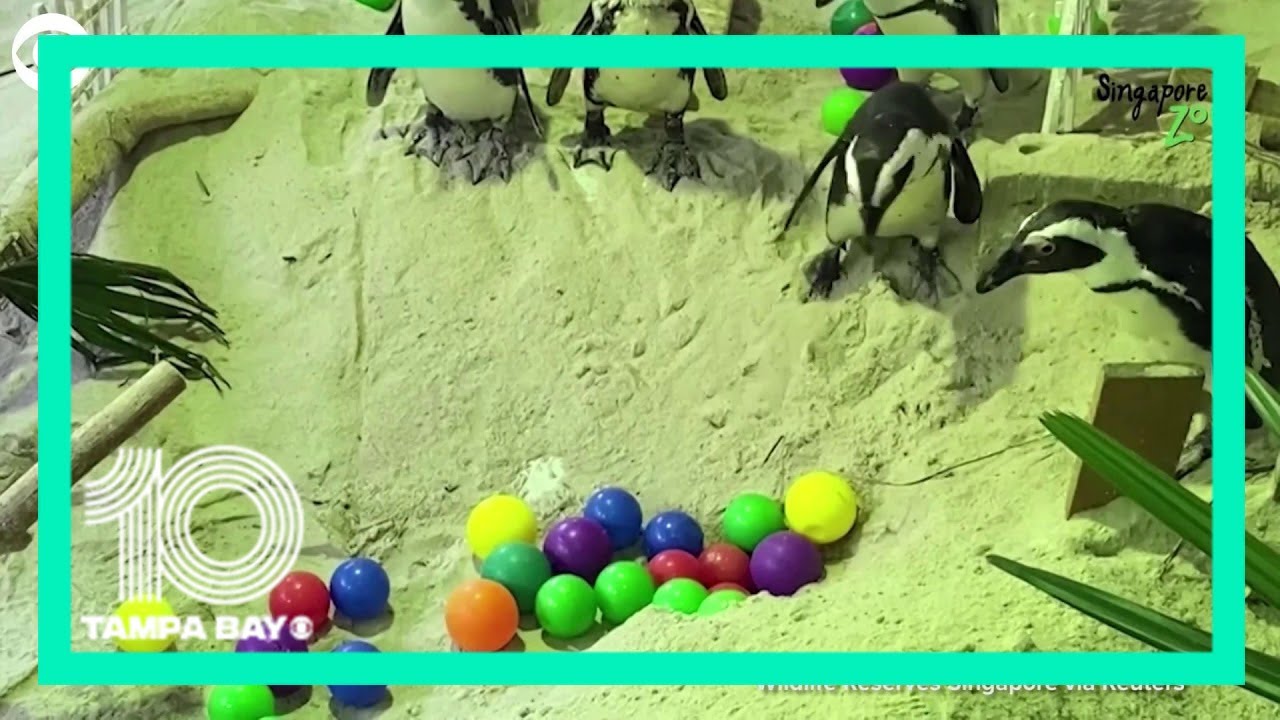 Penguins explore obstacle course in zoo habitat - YouTube