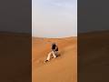 Premium desert safari😎 subscribe my channel #youtubeshorts #shorts #enjoy #love