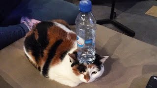 Funniest Cats Videos 2025 😼 Try Not To Laugh 😹 Part 29