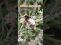 Classificazione Insetti in Agricoltura 🐜🐝🤘
