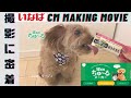 【vlog】いなばWanちゅーるのCM撮影に密着！メイキング映像 #ちゅーるメーカー