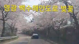 영광 백수해안도로 벛꽃길 드라이브 영상