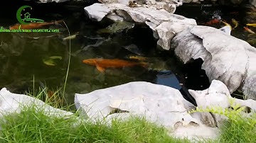 Tiểu cảnh sân vườn - Non bộ bể cá cảnh đắp vẽ tranh tường mỹ thuật