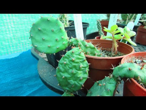 فيديو: Growing Opuntia Cacti - تعرف على أنواع Opuntia في الحدائق