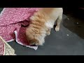 Chow chow playing