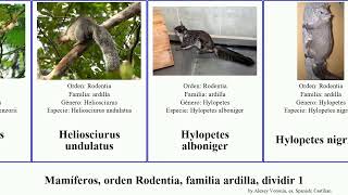 Mamíferos, orden Rodentia, familia ardilla, dividir 1 neotamias marmota heliosciurus dremomys