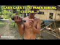 TELAT PANEN BURUNG CELEPUK JADI LUMAYAN REPOT MENANGKAPNYA…!!! Simak.!!!!