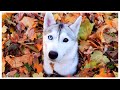Husky gets PRANKED After Finding The Biggest Leaf Pile!