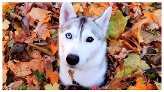 Husky gets PRANKED After Finding The Biggest Leaf Pile!