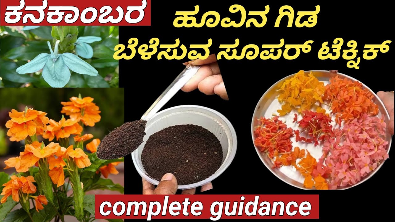 ಕನಕಾಂಬರ ಗಿಡಕ್ಕೆ ಈ ಕಂಪೋಸ್ಟ್ ಹಾಕಿ..ಗೊಂಚಲು ಗೊಂಚಲು ಹೂವು ಬಿಡುತ್ತೆ. //Organic fertilizer//crossandra