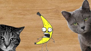 Вареный банан. Реакция кота) Вареный банан. Реакция кота)
