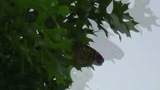 Monarch Butterfly Release 061723