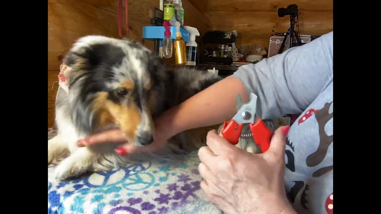 GROOMING SHELTIES Maintaining a short nail YouTube