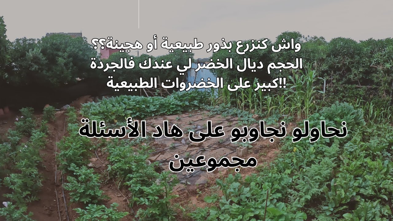 نحاولو نجاوبو على بعض التساؤلات لي كتعاود بزآف#garden #bio #légumes