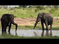 Elephant Bulls In Their Prime Drinking Water