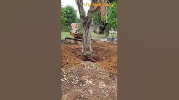 Đi Đào Cây Xanh Cổ Thụ | CHÚ MINH VLOG