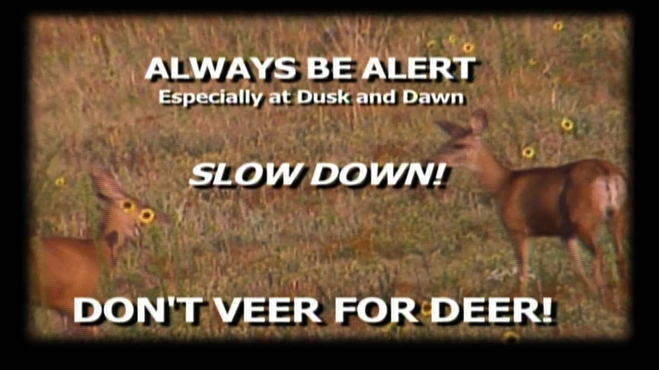 Rep. Christine Greig: Don't Veer For Deer