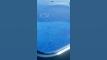 Oar fish #newsong #viralvideo #video #trending