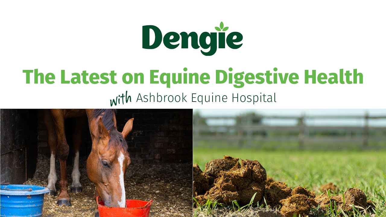 The Latest on Equine Digestive Health with Ashbrook Equine Hospital