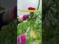 STOP BUYING OKRA! GROW IT AT HOME 🌱 #okra #growyourownfood #gardening #gardentips #growfreshproduce