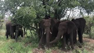 Fabulous elephant sighting in the Kruger Nation Park.