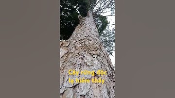 Cây rừng độc lạ hiếm thấy.l Sinh Tồn Tây Nguyên.