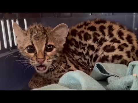 Atiende Gobierno de Tlajomulco a tigrillo proveniente de Manzanillo, Colima