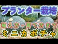 【ミニカボチャの育て方】この動画を見れば育てられます!【プランター】【家庭菜園で】