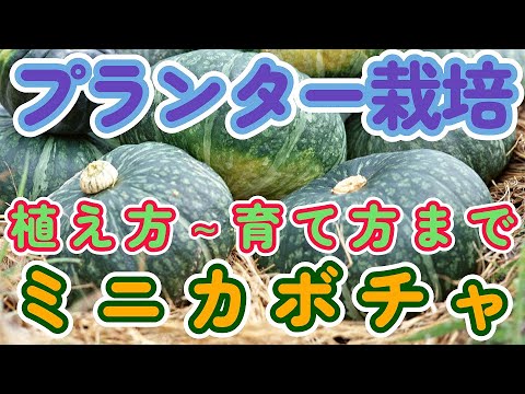 鉢植えパンプキン栽培の真実と失敗しない育て方のコツ