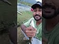 Rohu fish catch by the single hook 🎣 Carb fish catching 🎣 #pondfishing