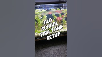 A Simple, Old-School, Under-Gravel Filter Fish Tank Setup With A Planted Aquarium Twist!