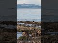 Aquatic Wildlife in Eastern Sierra Lakes and Ponds