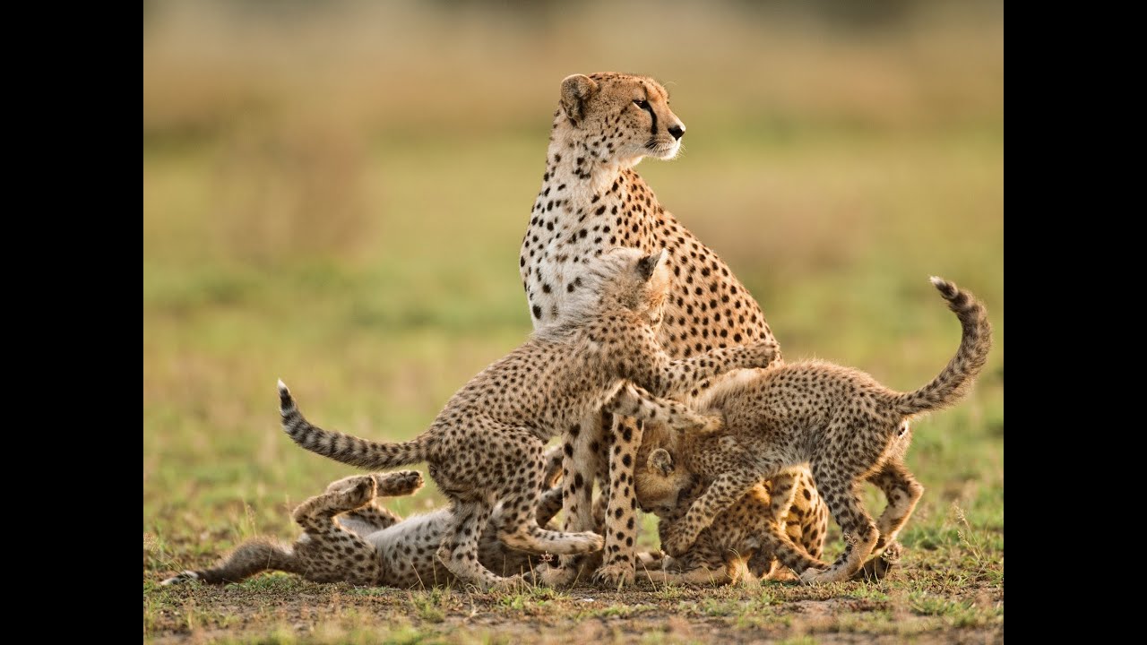 The 10 Most Endangered Species of the World