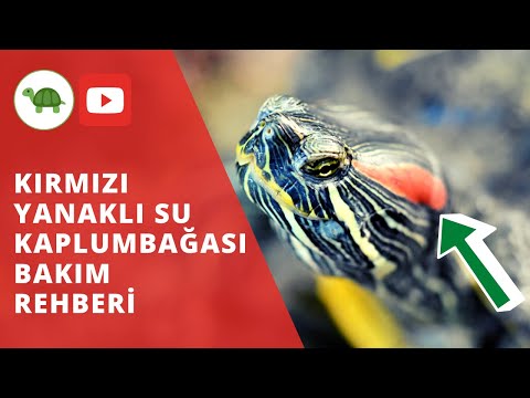 Kırmızı Yanaklı Su Kaplumbağası Besleme Rehberi