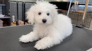 【アフロに変身】ビションフリーゼのもこちゃん生後5ヶ月 #bichonfrise #ビションフリーゼ #トリミング #犬