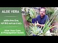 How to grow aloe vera plant at home i        taarun chopraa